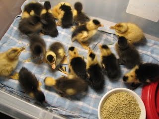 care of duckling